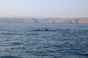 observationdesdauphins-blogvoyage