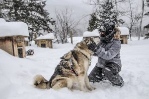 faireduchiendetraineauxauquebec