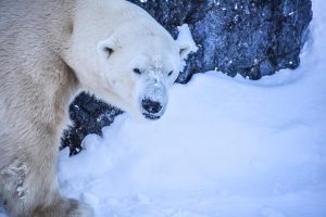 quefaireàsaguenay-hiver
