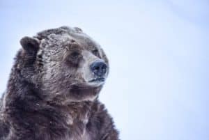 visitersaguenayenhiver